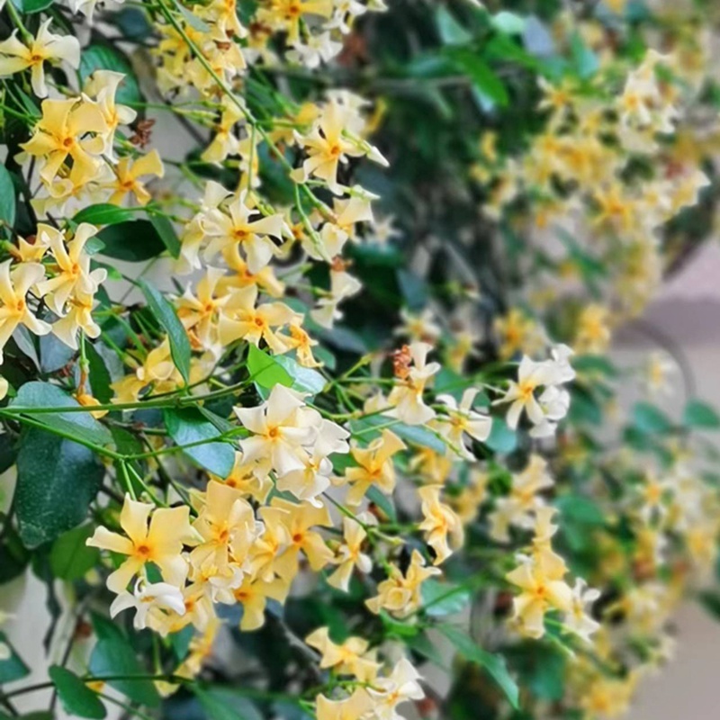 [黄色风车茉莉]黄色风车茉莉花期_批发价格