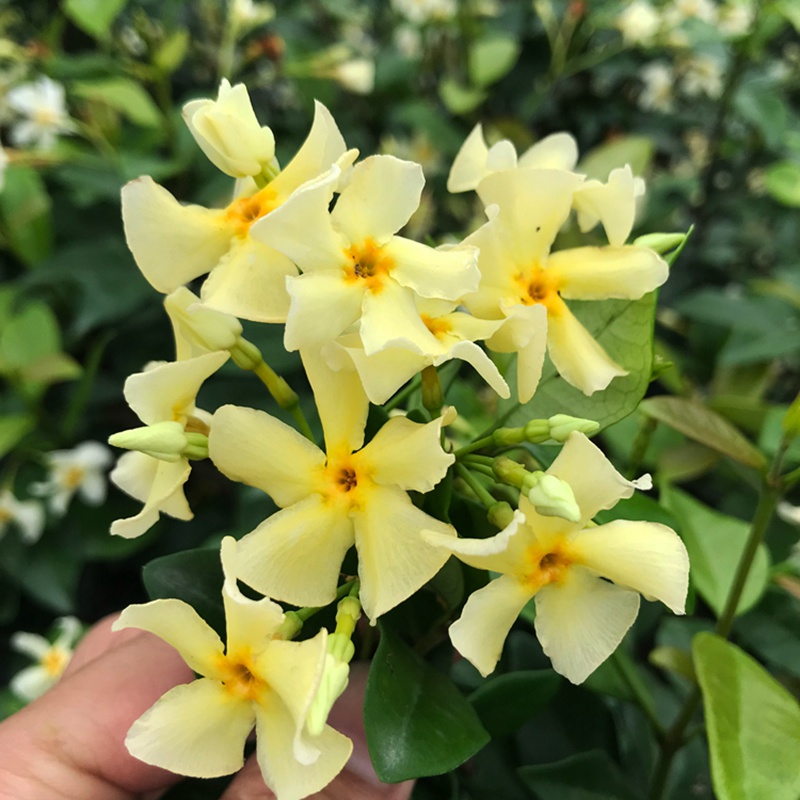 [黄色风车茉莉]黄色风车茉莉花期_批发价格