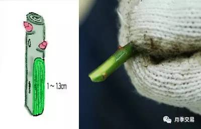 月季嫁接技术大全图解