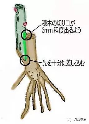 月季嫁接技术大全图解