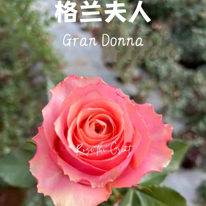 格兰夫人Gran Donna