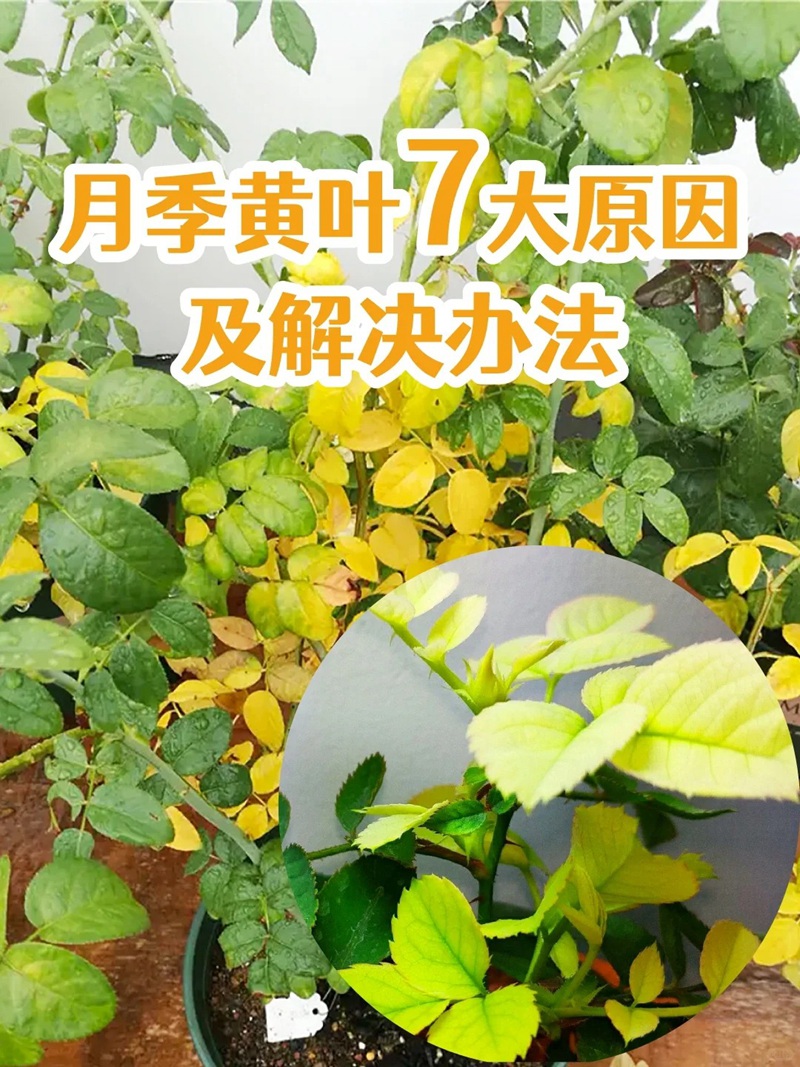 月季花叶子黄了怎么补救