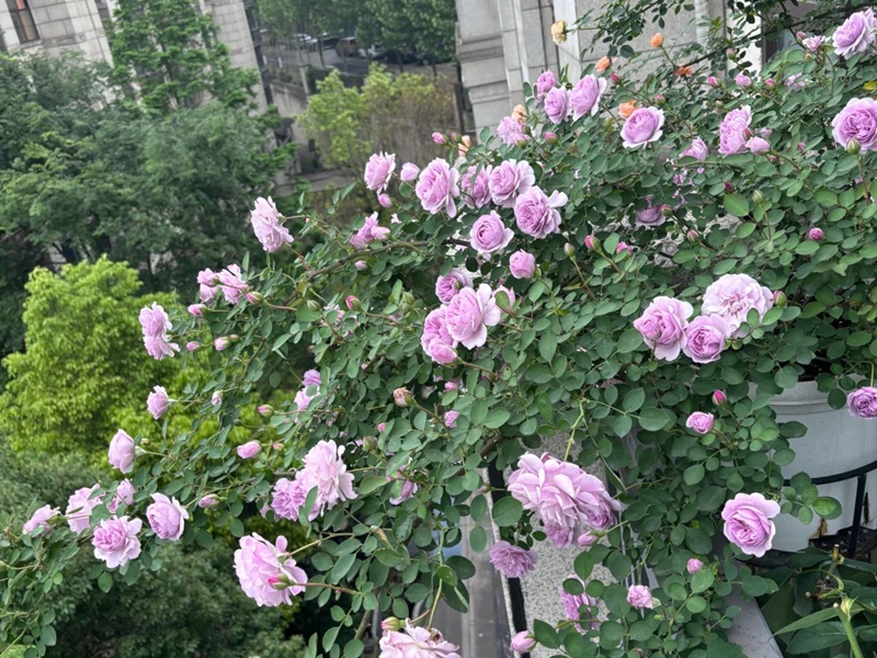 蓝色阴雨花语寓意和象征