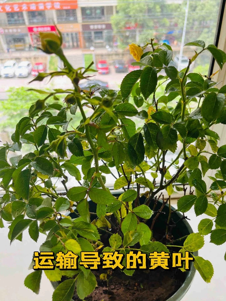 蓝色阴雨月季叶子发黄怎么办