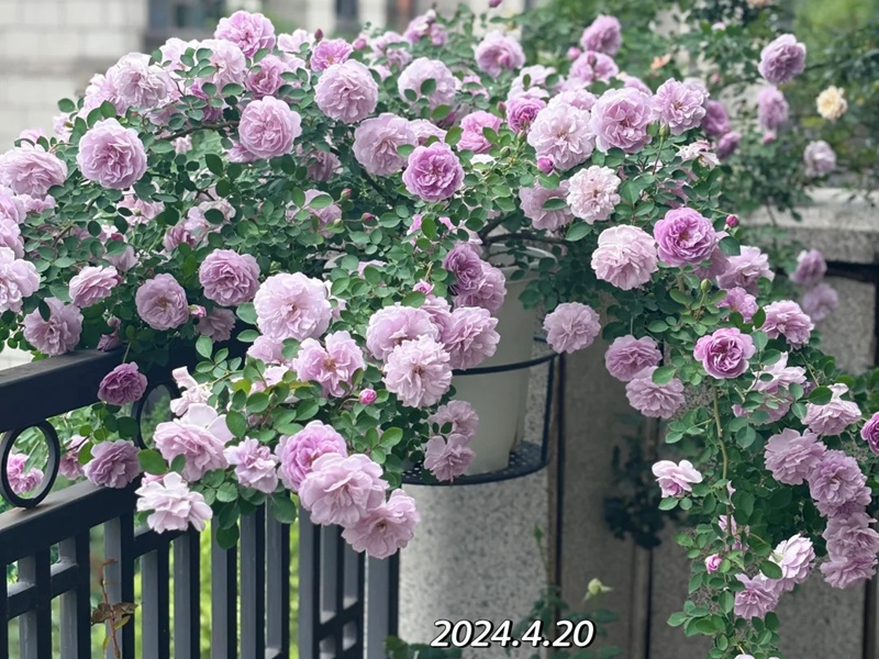 蓝色阴雨的花色和香味是什么样的