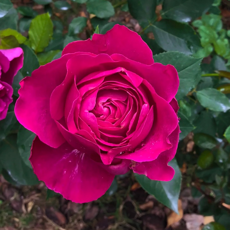 月季芳香花园和秋日胭脂的区别