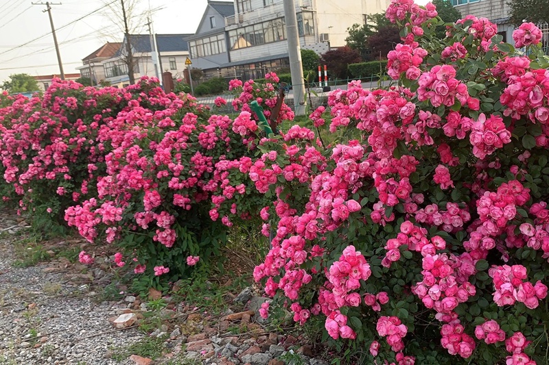 安吉拉一年开几次花