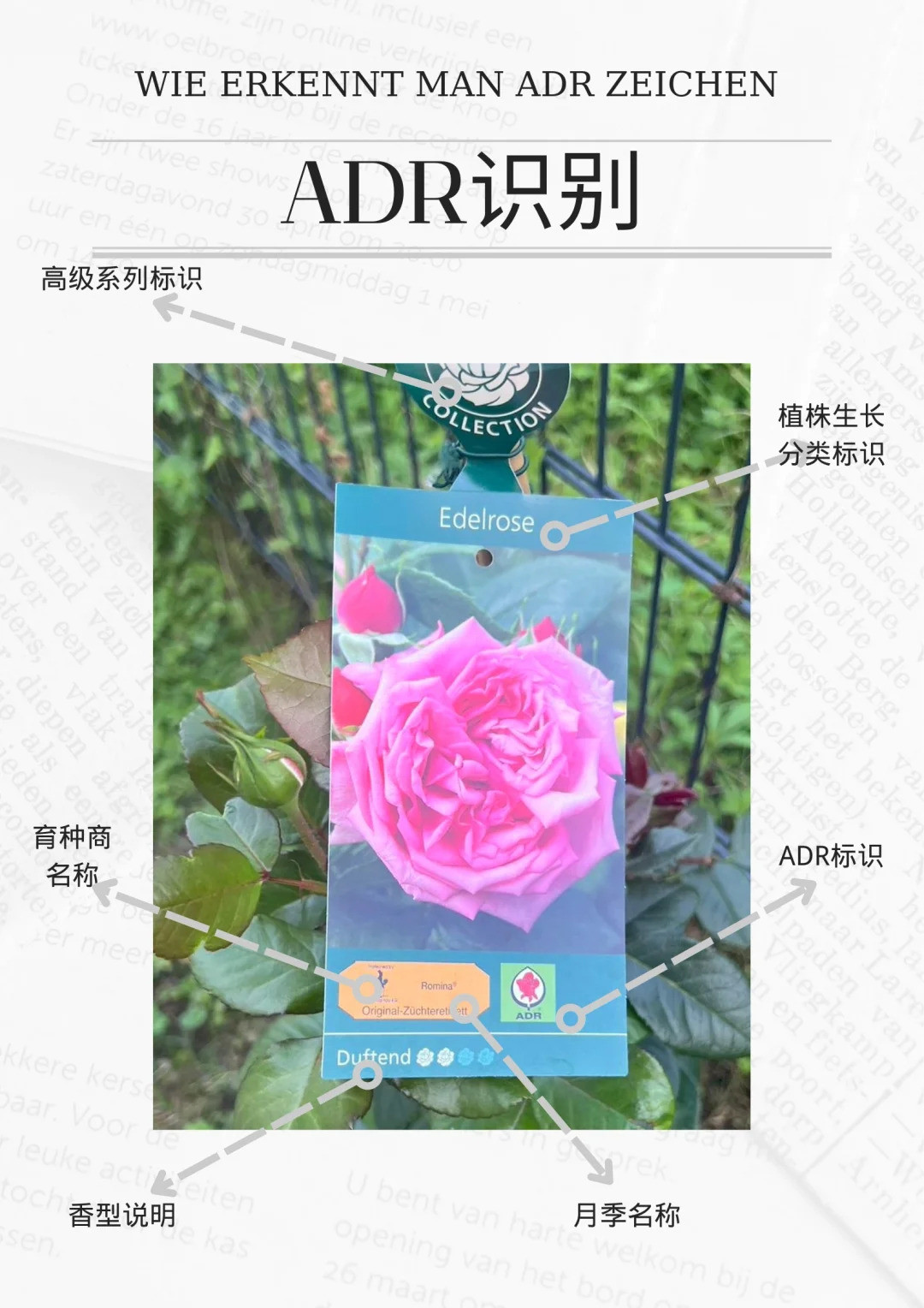 什么是ADR认证，ADR月季官网名单