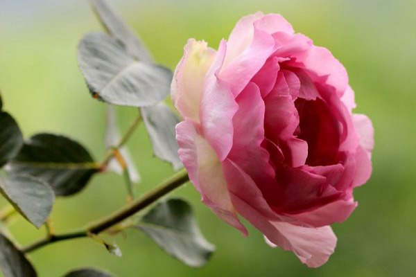 伊芙魂之香水和伊芙贵族香水一样吗