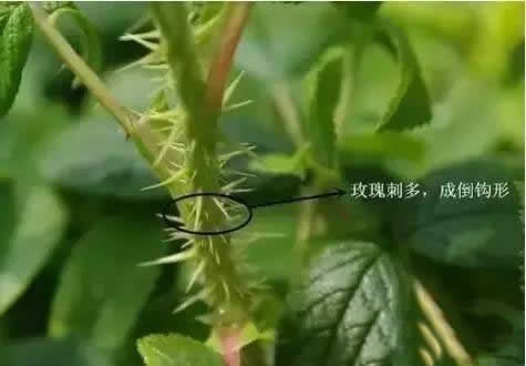 月季和玫瑰是一种花吗