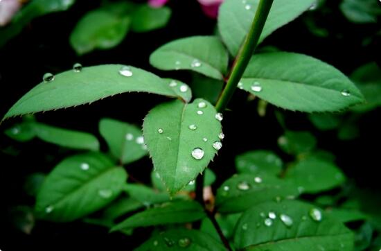 月季和玫瑰是一种花吗