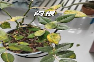 夏天月季黄叶的几大原因分析