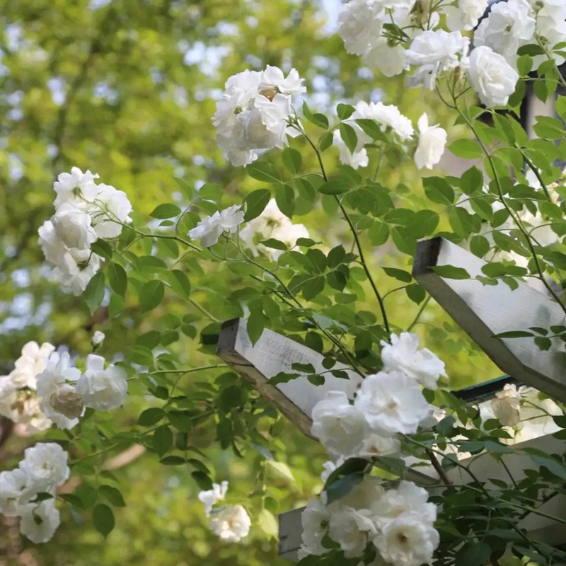 藤冰山月季一年能开几次花