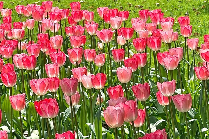 郁金香花期是几月份，什么时候开花