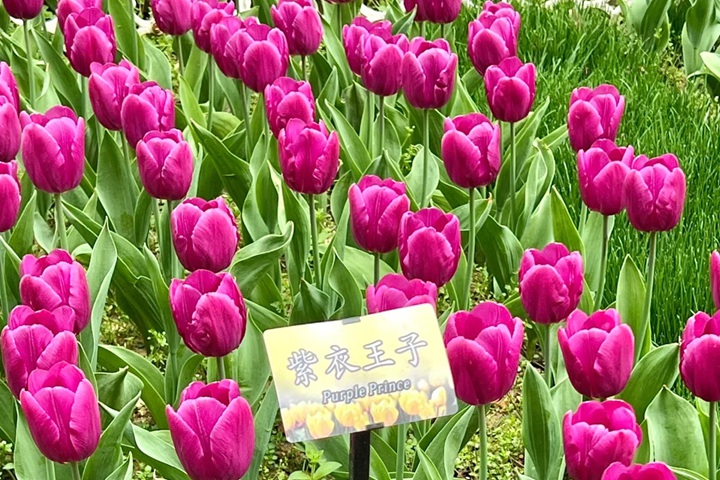 郁金香花期是几月份，什么时候开花