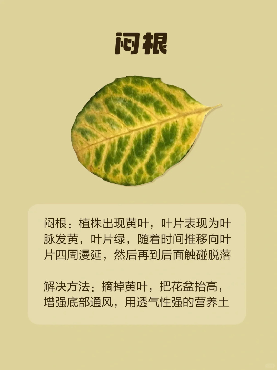 月季各种病虫害的叶片症状图片