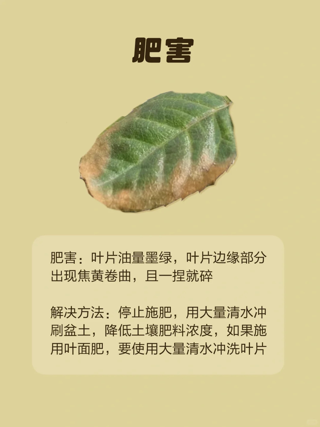 月季各种病虫害的叶片症状图片