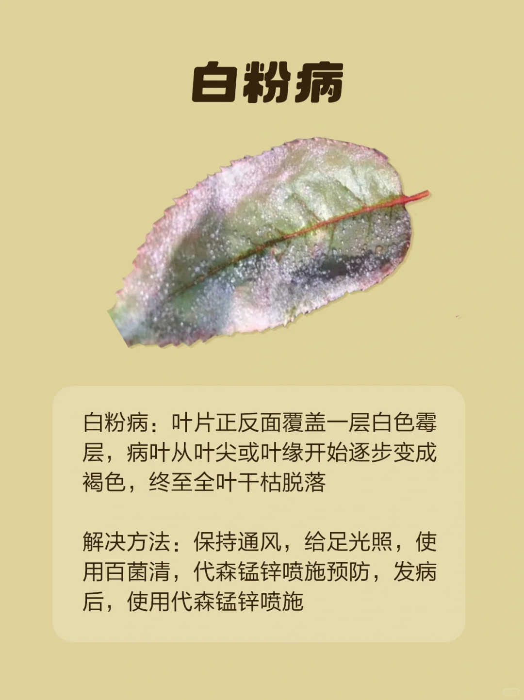 月季各种病虫害的叶片症状图片