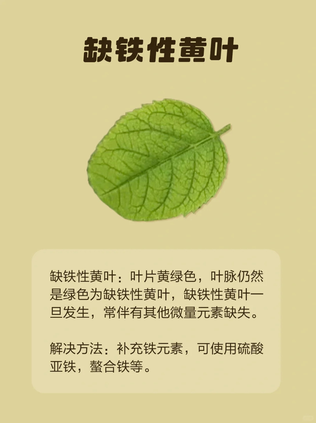 月季各种病虫害的叶片症状图片