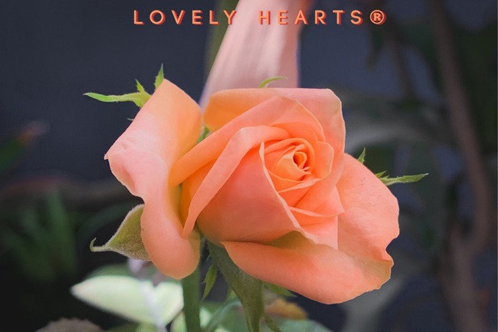 可爱的心Lovely Hearts