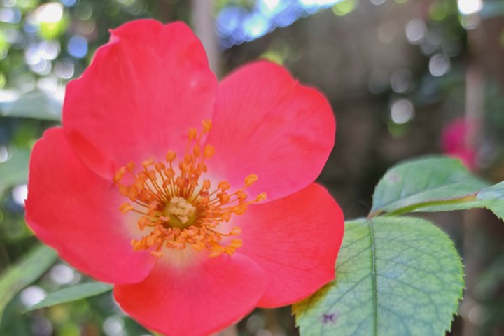 珊瑚美兰地/阿姆斯特芬 Coral Meidiland