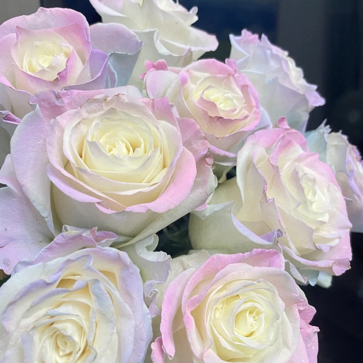 欧若拉极光 Aurora Roses Bouquet