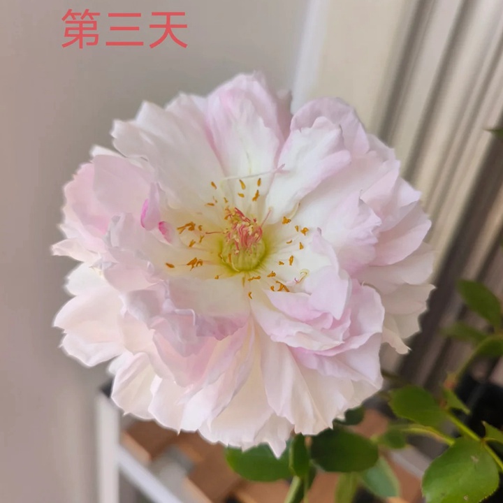 玛莎月季花一朵花能开多久