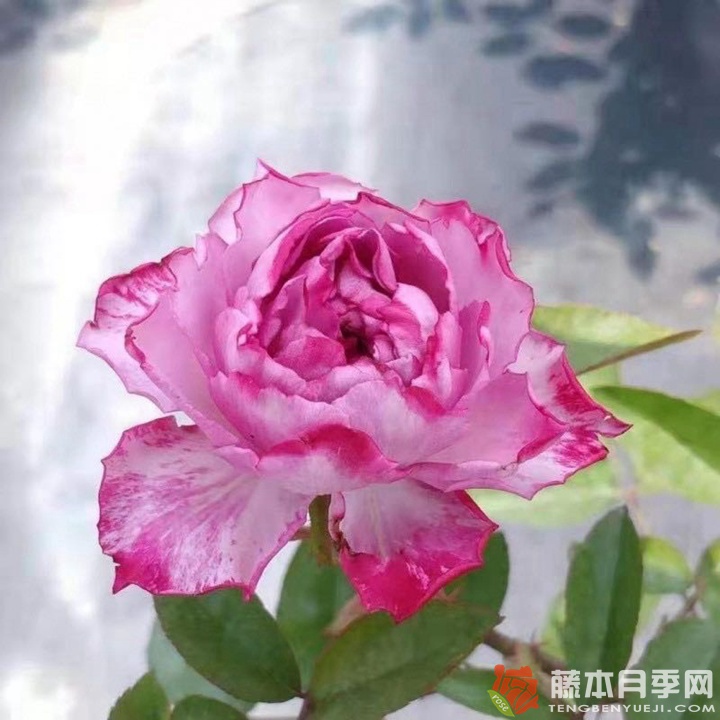 樱花飘月季有人种吗