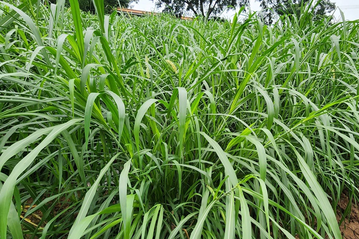 一亩地一年能出多少斤草