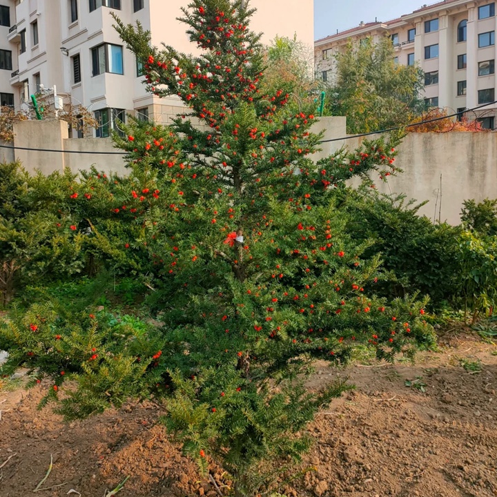 高海拔的地方适合种什么树？