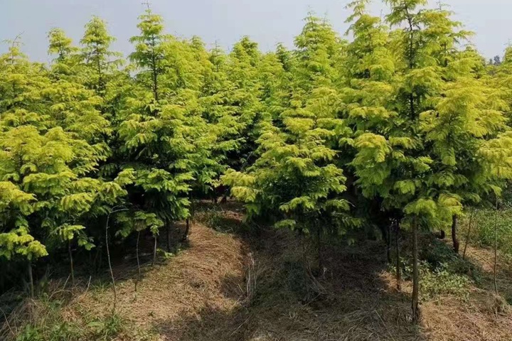 水杉树在北方地区能种植吗