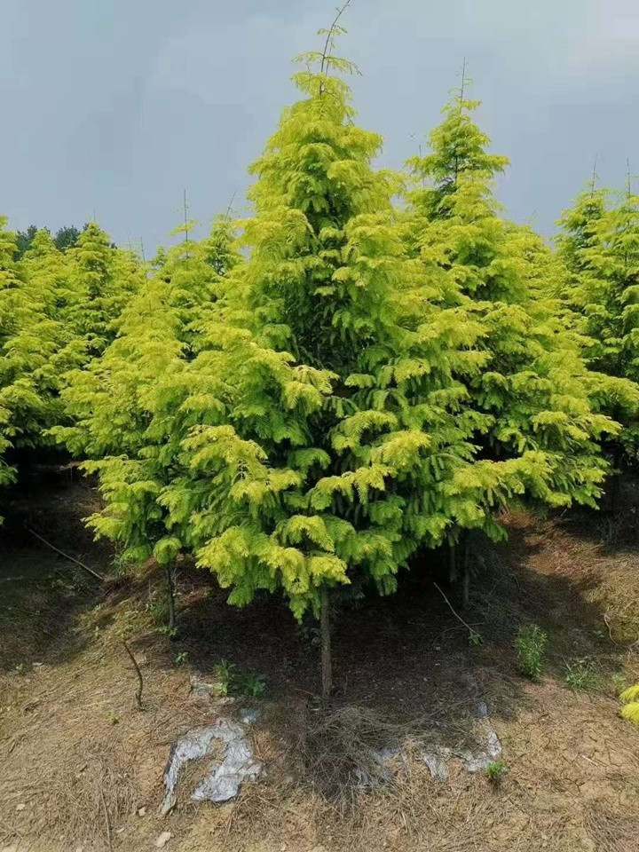 水杉树在北方地区能种植吗