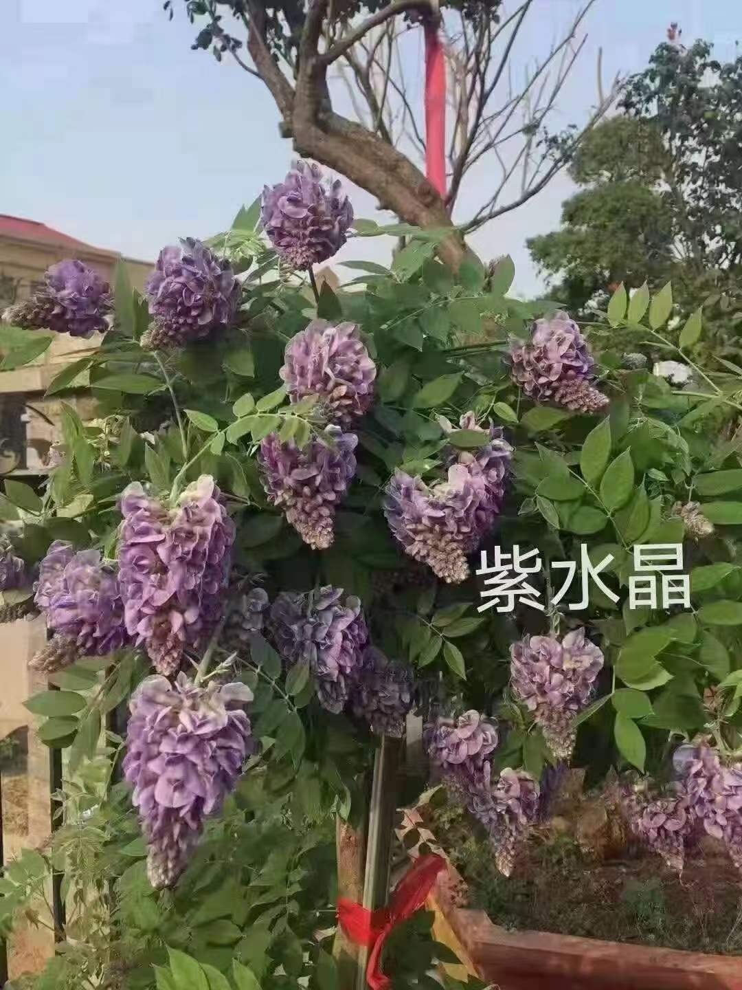 大门口能种紫藤树吗,有什么讲究