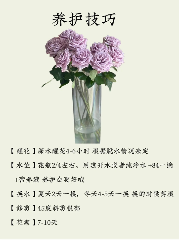 海洋之歌玫瑰花语和寓意