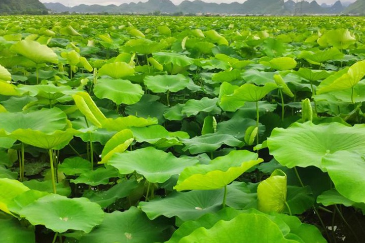 常年有水的田适合种植什么？