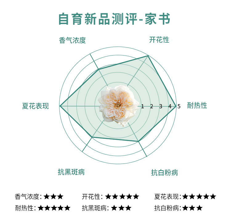 家书月季值得入手吗