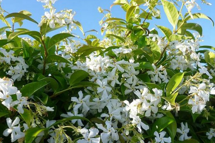 风车茉莉一年能开几次花