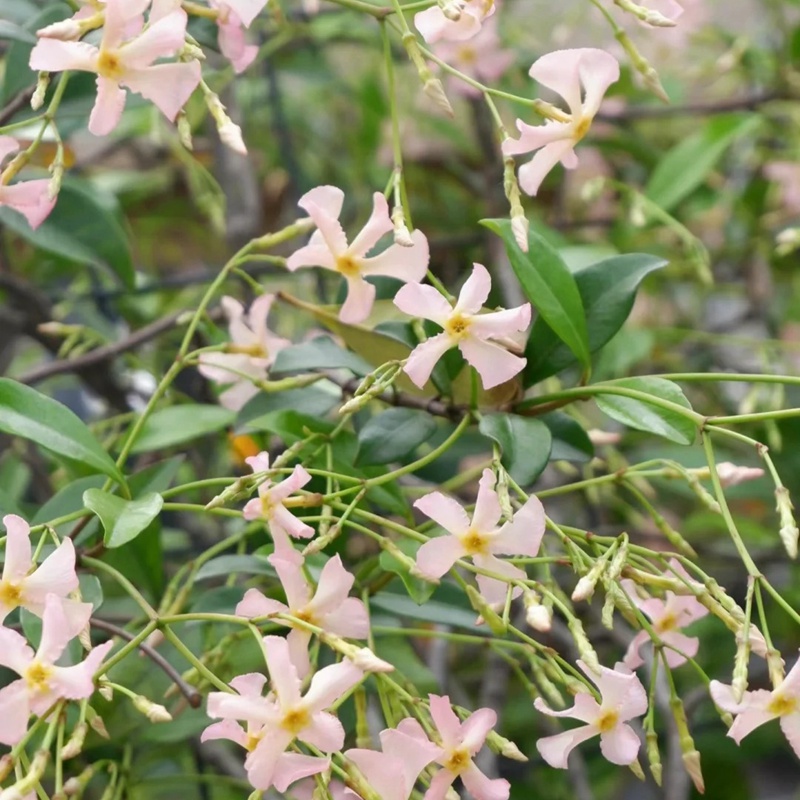 风车茉莉一年能开几次花