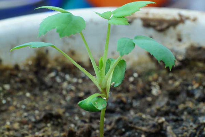 月季花种子几月份播种