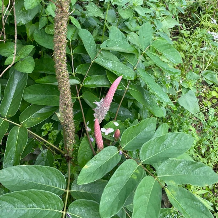 猫尾草如何养护才能开花更好？