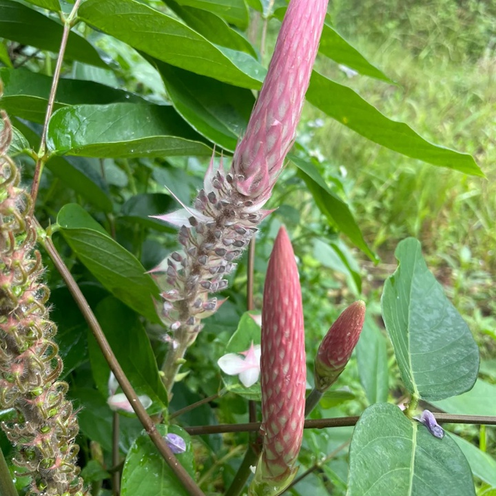 猫尾草如何养护才能开花更好？