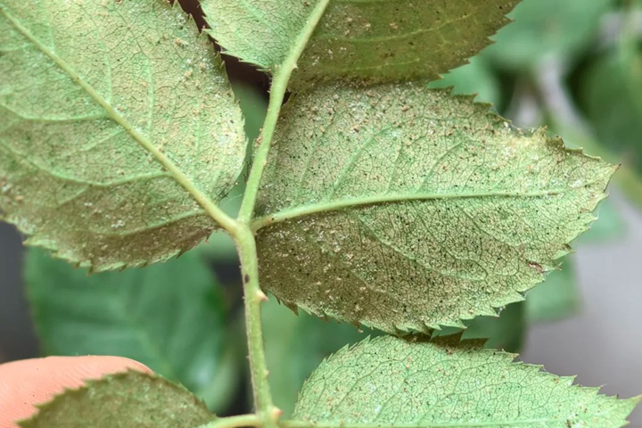 月季花防治红蜘蛛用什么药最有效？