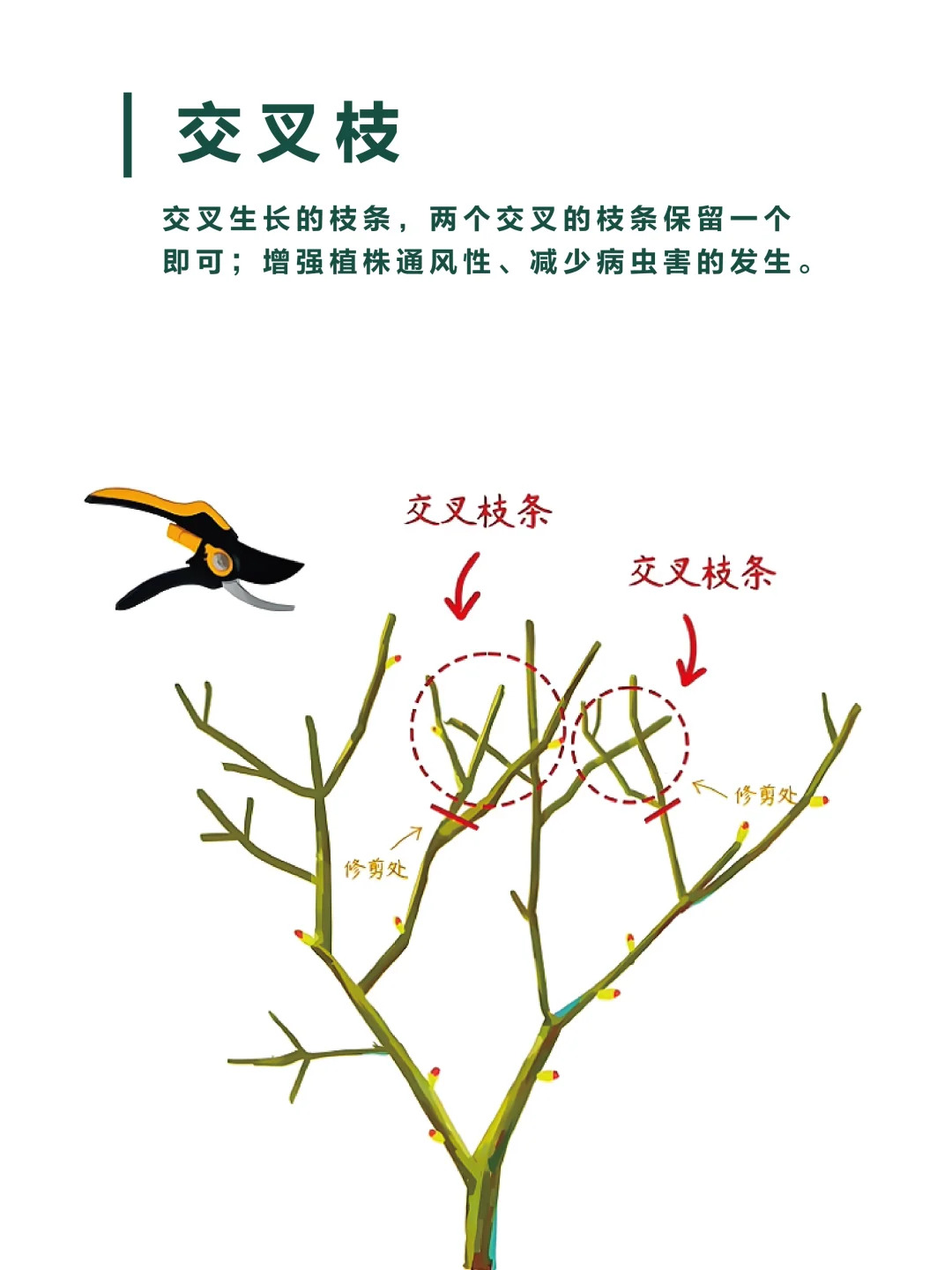 月季修剪的一些实用技巧