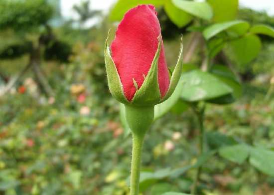 月季花苞需要疏蕾吗？