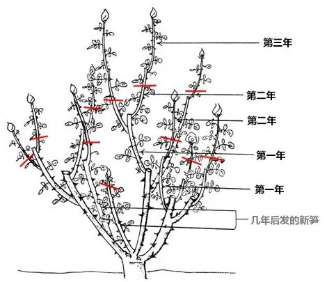 月季休眠期修剪详细攻略