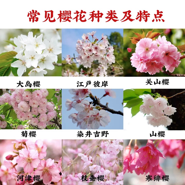 樱花是什么颜色的