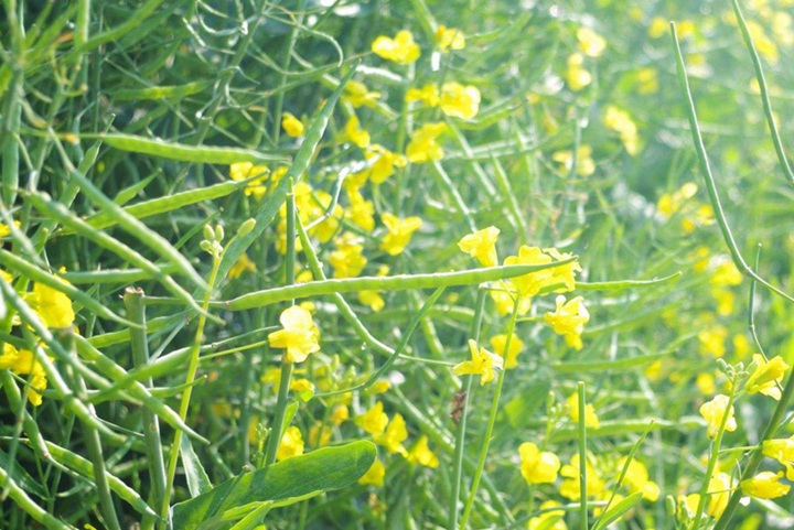 新疆常见的花都有哪些