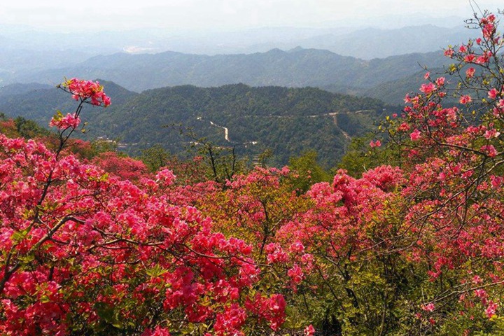 杜鹃花怕冷吗,冬天耐寒性怎么样