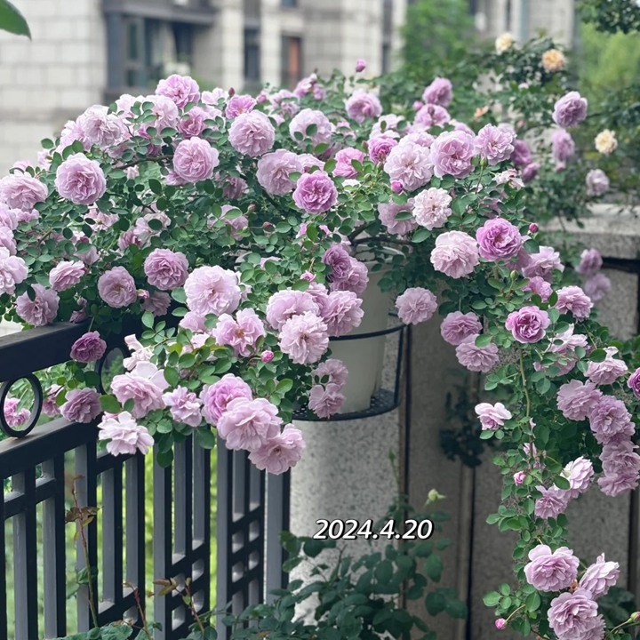 蓝色阴雨盆栽好还地栽好看