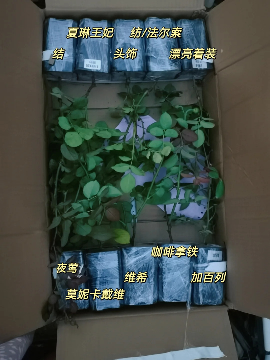 蜜蜜小花园月季苗情怎样